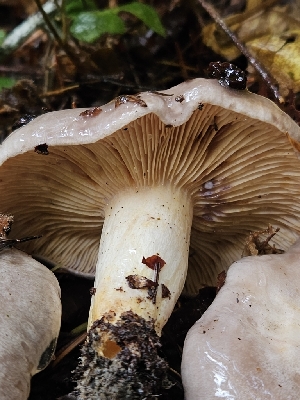  ( - HAY-F-005565)  @11 [ ] by (2023) Mandy Hackney Fungal Diversity Survey