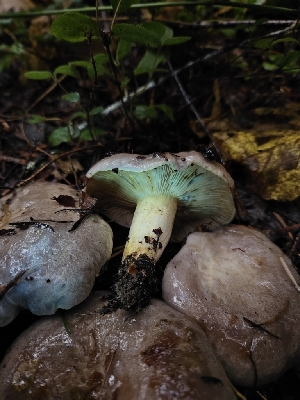  ( - HAY-F-005565)  @11 [ ] by (2023) Mandy Hackney Fungal Diversity Survey