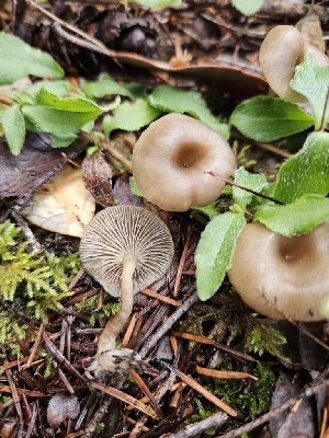  ( - HAY-F-005534)  @11 [ ] by (2023) Mandy Hackney Fungal Diversity Survey