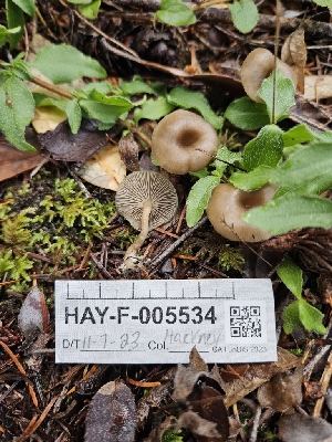 ( - HAY-F-005534)  @11 [ ] by (2023) Mandy Hackney Fungal Diversity Survey