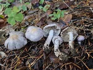  ( - HAY-F-005540)  @11 [ ] by (2023) Mandy Hackney Fungal Diversity Survey