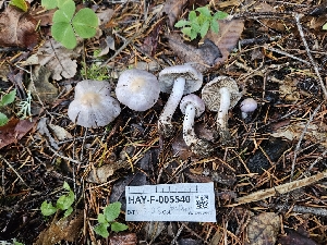  ( - HAY-F-005540)  @11 [ ] by (2023) Mandy Hackney Fungal Diversity Survey
