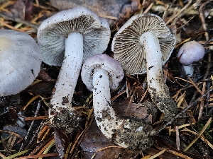  ( - HAY-F-005540)  @11 [ ] by (2023) Mandy Hackney Fungal Diversity Survey
