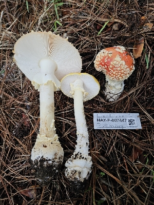  ( - HAY-F-007447)  @11 [ ] by (2023) Mandy Hackney Fungal Diversity Survey