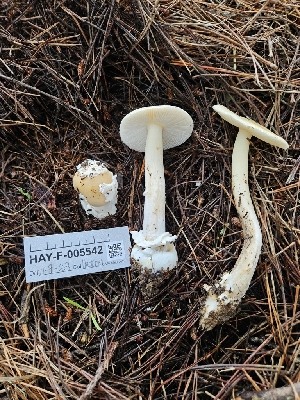  ( - HAY-F-005542)  @11 [ ] by (2023) Mandy Hackney Fungal Diversity Survey