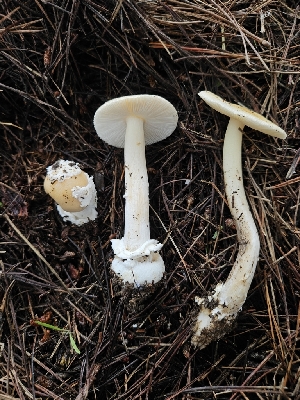  ( - HAY-F-005542)  @11 [ ] by (2023) Mandy Hackney Fungal Diversity Survey