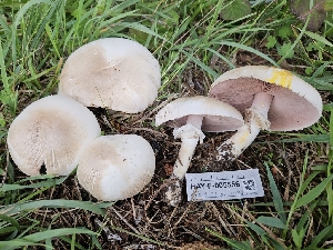 ( - HAY-F-005556)  @11 [ ] by (2023) Mandy Hackney Fungal Diversity Survey