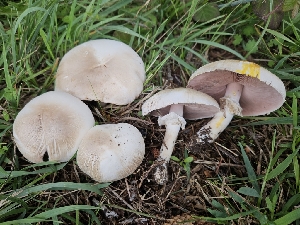  ( - HAY-F-005556)  @11 [ ] by (2023) Mandy Hackney Fungal Diversity Survey