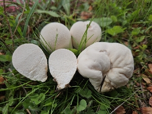  (Lycoperdon pratense - HAY-F-005532)  @11 [ ] by (2023) Mandy Hackney Fungal Diversity Survey