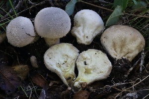  ( - HAY-F-007316)  @11 [ ] by-nc (2023) Taye Bright Fungal Diversity Survey