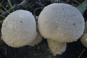  ( - HAY-F-007316)  @11 [ ] by-nc (2023) Taye Bright Fungal Diversity Survey
