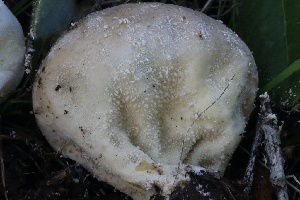  ( - HAY-F-007316)  @11 [ ] by-nc (2023) Taye Bright Fungal Diversity Survey