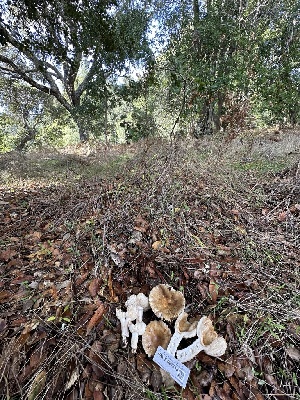  ( - HAY-F-007318)  @11 [ ] by-nc (2023) Taye Bright Fungal Diversity Survey