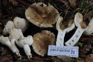  ( - HAY-F-007318)  @11 [ ] by-nc (2023) Taye Bright Fungal Diversity Survey