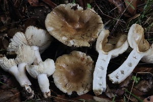  ( - HAY-F-007318)  @11 [ ] by-nc (2023) Taye Bright Fungal Diversity Survey