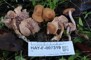  (Laccaria sp. laccata-PNW02 - HAY-F-007319)  @11 [ ] by-nc (2023) Taye Bright Fungal Diversity Survey