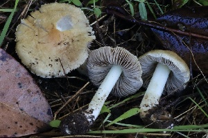  (Inocybe sp. CA41 - HAY-F-007320)  @11 [ ] by-nc (2023) Taye Bright Fungal Diversity Survey