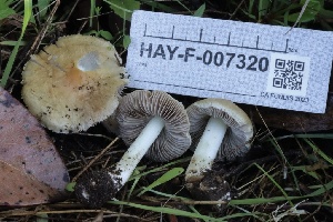  ( - HAY-F-007320)  @11 [ ] by-nc (2023) Taye Bright Fungal Diversity Survey
