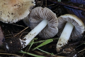  ( - HAY-F-007320)  @11 [ ] by-nc (2023) Taye Bright Fungal Diversity Survey