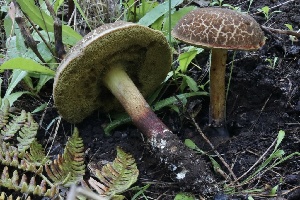  ( - HAY-F-007321)  @11 [ ] by-nc (2023) Taye Bright Fungal Diversity Survey