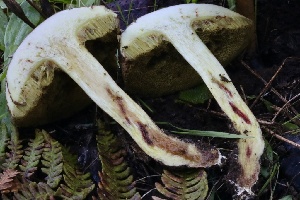  ( - HAY-F-007321)  @11 [ ] by-nc (2023) Taye Bright Fungal Diversity Survey