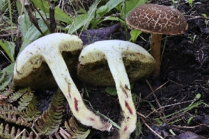  ( - HAY-F-007321)  @11 [ ] by-nc (2023) Taye Bright Fungal Diversity Survey