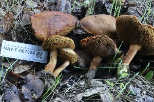  ( - HAY-F-007324)  @11 [ ] by-nc (2023) Taye Bright Fungal Diversity Survey