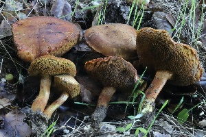  ( - HAY-F-007324)  @11 [ ] by-nc (2023) Taye Bright Fungal Diversity Survey