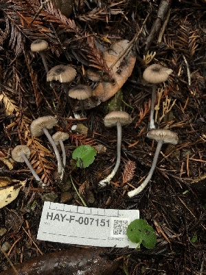  ( - HAY-F-007151)  @11 [ ] by-nc (2023) Dean Lyons Fungal Diversity Survey