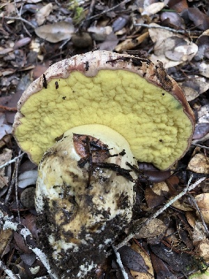  (Butyriboletus persolidus - HAY-F-007920)  @11 [ ] by-nc (2023) Dean Lyons Fungal Diversity Survey