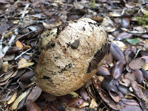  ( - HAY-F-007920)  @11 [ ] by-nc (2023) Dean Lyons Fungal Diversity Survey