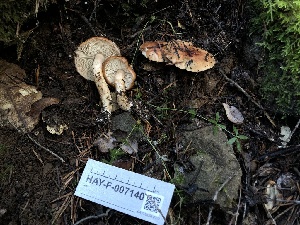  ( - HAY-F-007140)  @11 [ ] by-nc (2023) Dean Lyons Fungal Diversity Survey