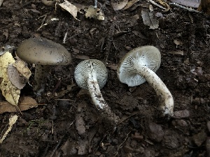  ( - HAY-F-007145)  @11 [ ] by-nc (2023) Dean Lyons Fungal Diversity Survey