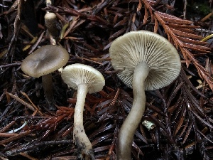  ( - HAY-F-007147)  @11 [ ] by-nc (2023) Dean Lyons Fungal Diversity Survey