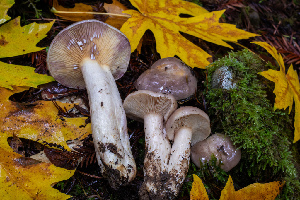 ( - HAY-F-007134)  @11 [ ] by-nc (2023) Dean Lyons Fungal Diversity Survey