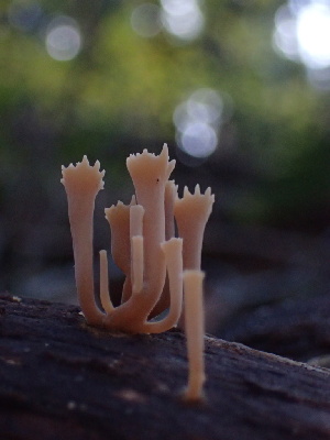  (Artomyces cristatus - HAY-F-007142)  @11 [ ] by-nc (2023) Dean Lyons Fungal Diversity Survey