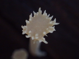  ( - HAY-F-007142)  @11 [ ] by-nc (2023) Dean Lyons Fungal Diversity Survey