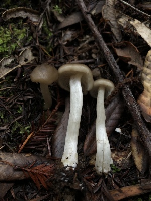  (Entoloma sp. CA44 - HAY-F-007831)  @11 [ ] by-nc (2023) Dean Lyons Fungal Diversity Survey
