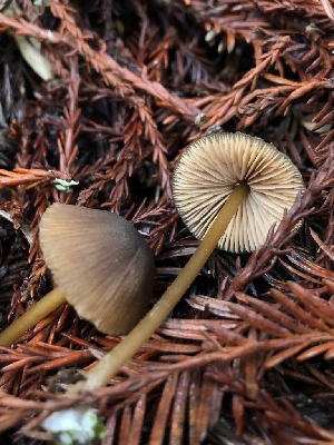  (Entoloma sp. formosum-CA01 - HAY-F-007833)  @11 [ ] by-nc (2023) Dean Lyons Fungal Diversity Survey