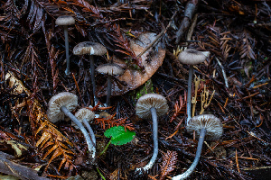  ( - HAY-F-007151)  @11 [ ] by-nc (2023) Dean Lyons Fungal Diversity Survey