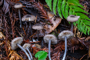  ( - HAY-F-007151)  @11 [ ] by-nc (2023) Dean Lyons Fungal Diversity Survey
