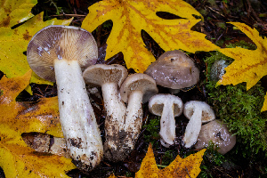  ( - HAY-F-007134)  @11 [ ] by-nc (2023) Dean Lyons Fungal Diversity Survey