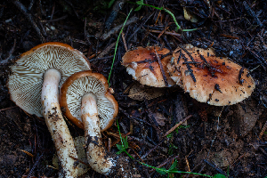  ( - HAY-F-007140)  @11 [ ] by-nc (2023) Dean Lyons Fungal Diversity Survey