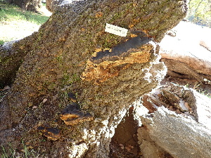  ( - HAY-F-004305)  @11 [ ] by-nc (2023) Jaren Hockert Fungal Diversity Survey