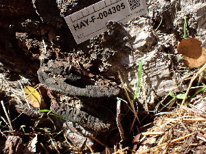  ( - HAY-F-004305)  @11 [ ] by-nc (2023) Jaren Hockert Fungal Diversity Survey