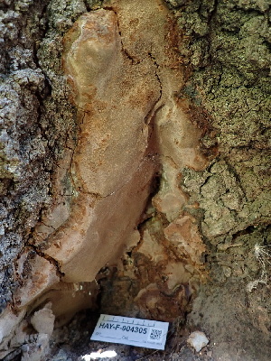  ( - HAY-F-004305)  @11 [ ] by-nc (2023) Jaren Hockert Fungal Diversity Survey
