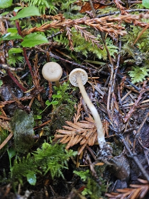  ( - HAY-F-007449)  @11 [ ] by (2023) Mandy Hackney Fungal Diversity Survey