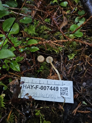  ( - HAY-F-007449)  @11 [ ] by (2023) Mandy Hackney Fungal Diversity Survey
