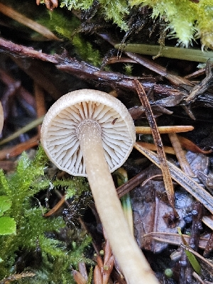  ( - HAY-F-007449)  @11 [ ] by (2023) Mandy Hackney Fungal Diversity Survey
