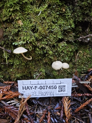  ( - HAY-F-007450)  @11 [ ] by (2023) Mandy Hackney Fungal Diversity Survey